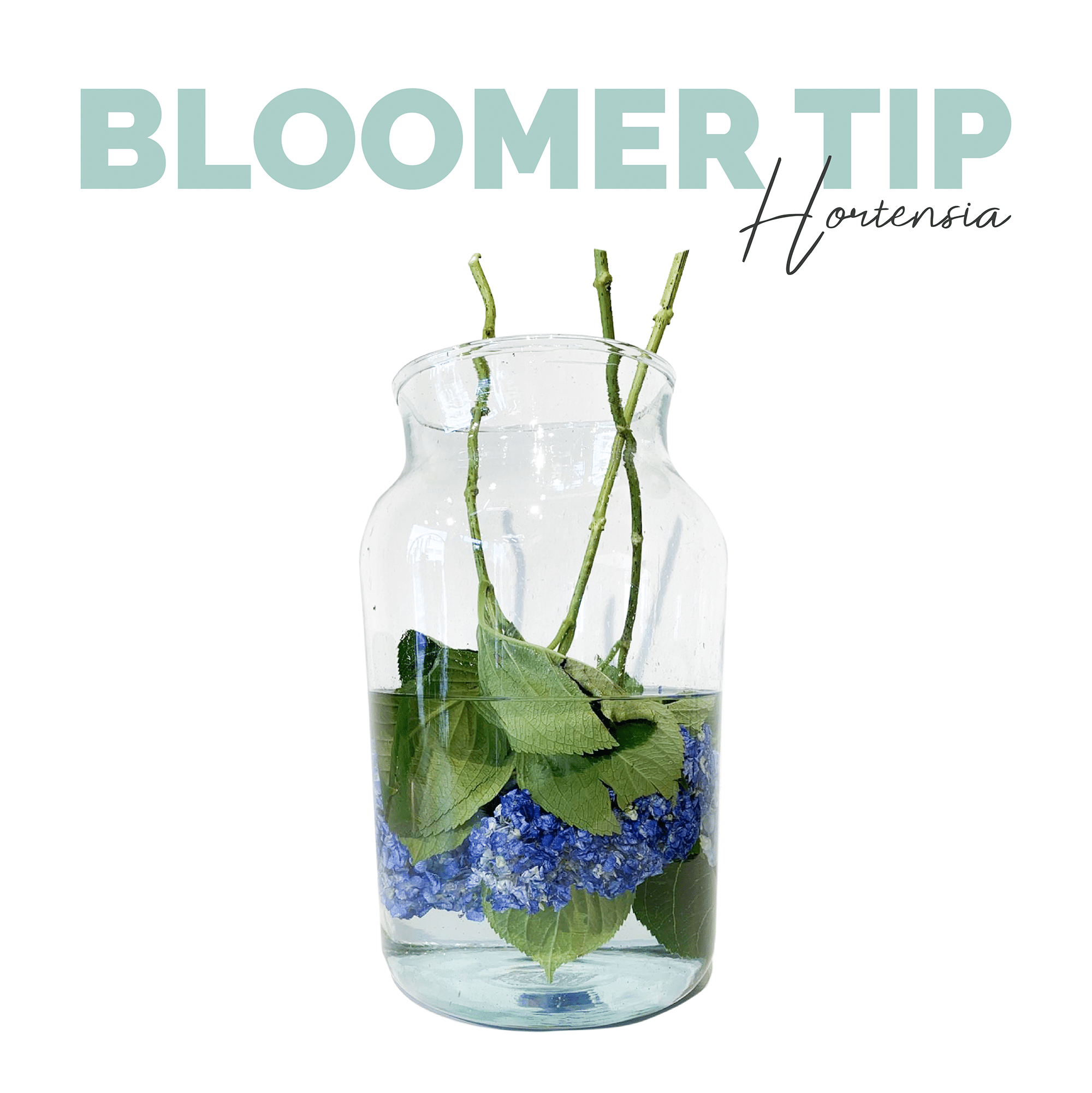 Bloomer tip Hortensia